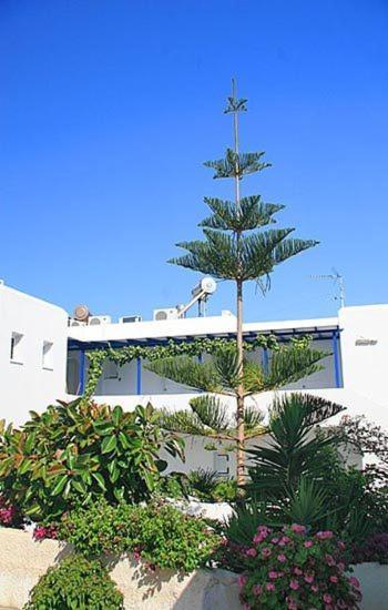 Loukia Apartments & Studios Науса Екстериор снимка